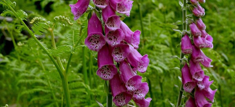 Fingerborgsblomman, en port mellan världar
