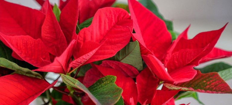 Julstjärnan, ett ljus i vintermörkret Julstjärnan, ett ljus i vintermörkret