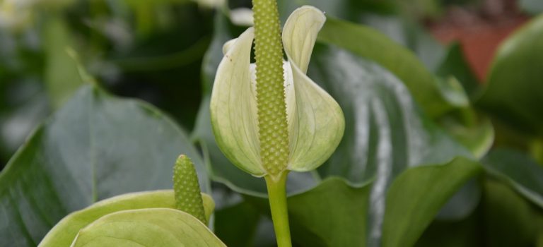 Kallan, skönhetens och övergångens blomma Kallan, skönhetens och övergångens blomma