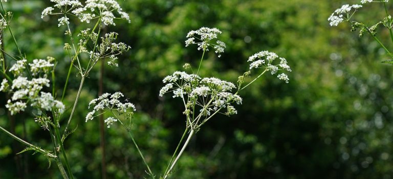 Hundkäx. De Vises Blomma och Vindens Röst