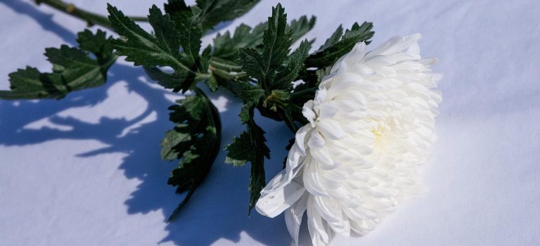 Krysantemum, mellan liv och död, mellan avsked och ljus Krysantemum, mellan liv och död, mellan avsked och ljus