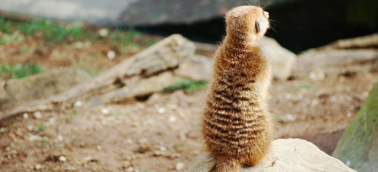 Du behöver vila och tystnad Du behöver vila och tystnad